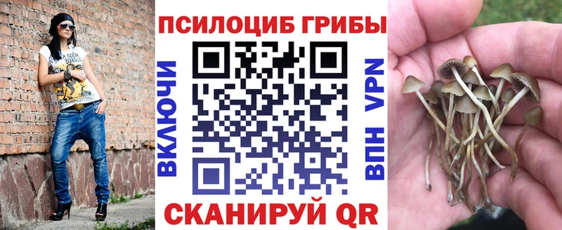 купить   Зарайск  KRAKEN онион  Псилоцибиновые грибы Cubensis 